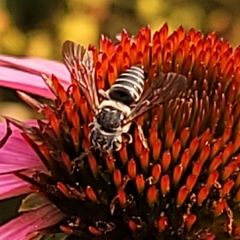 Coelioxys octodentatus