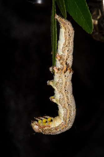 Betrothed Underwing