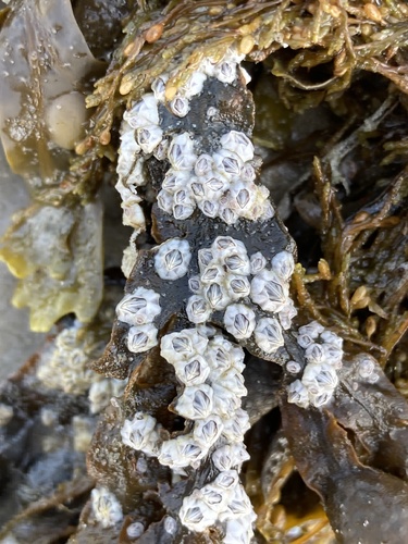 Beaked Barnacle, Schiermonnikoog National Park, Schiermonnikoog, Fryslân, NL, photo 9 of 10