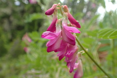 Hedysarum occidentale