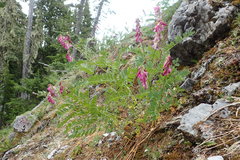 Hedysarum occidentale