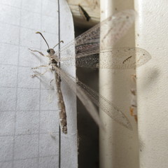 Sericoplaga externalis