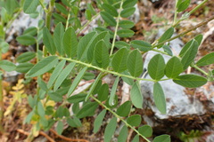 Hedysarum occidentale