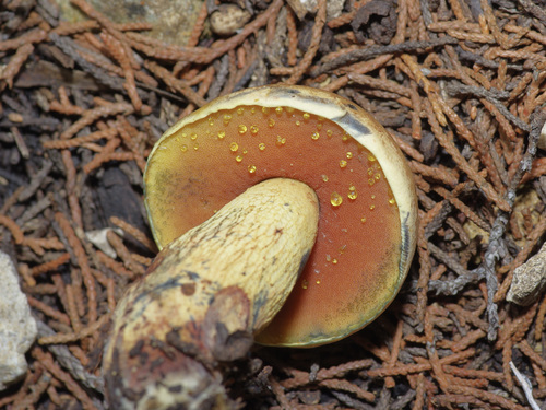 Suillellus luridus — (c) Michelle W. （鍾偉瑋）, some rights reserved (CC BY)