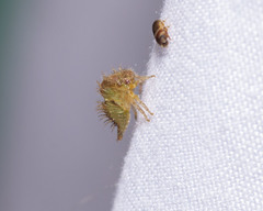 Spissistilus festinus