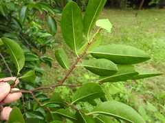 Margaritaria indica