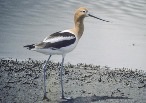 American Avocet, photo 10 of 10