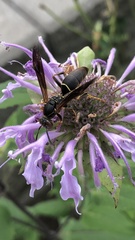 Polistes fuscatus