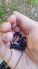 Plethodon ouachitae