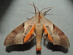 Coequosa australasiae