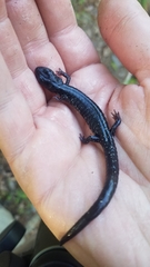 Plethodon ouachitae