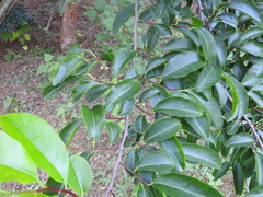 Margaritaria indica