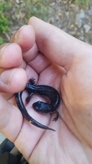 Plethodon ouachitae