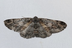 Stenoporpia glaucomarginaria