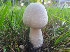 Agaricus crocodilinus