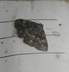 Metalectra diabolica