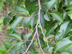 Margaritaria indica