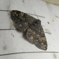 Metalectra diabolica