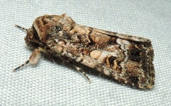 Spodoptera umbraculata