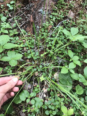 Oryzopsis asperifolia