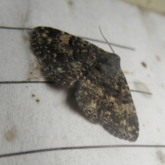 Metalectra diabolica