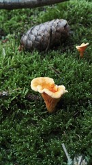 Cantharellus pallens