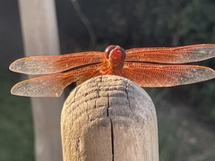 Libellula saturata