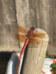 Libellula saturata