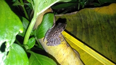 Pulchrana baramica
