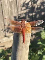 Libellula saturata