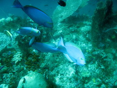 Acanthurus mata