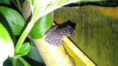 Pulchrana baramica