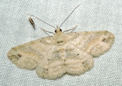 Scioglyptis lithenopa