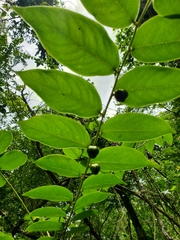 Phyllanthus juglandifolius