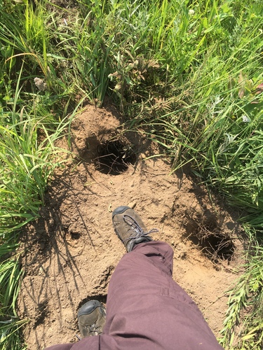 American Badger photographed in Minnesota