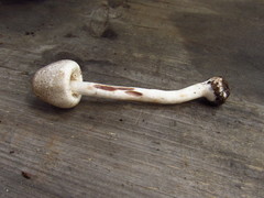 Agaricus pocillator
