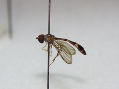 Baccha cognata