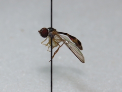 Baccha cognata