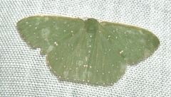 Prasinocyma iosticta