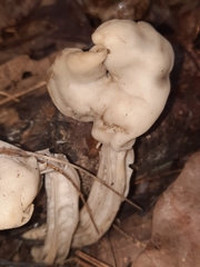 Helvella lactea
