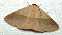 Ophyx ochroptera