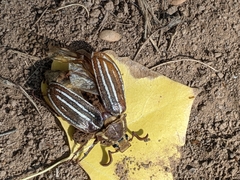 Polyphylla decemlineata