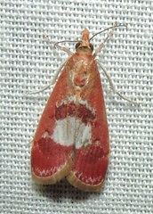 Syntonarcha vulnerata