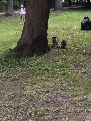 Common Raccoon photographed in Illinois