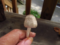 Agaricus pocillator