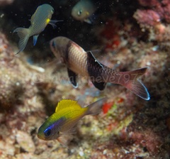 Chromis ovalis