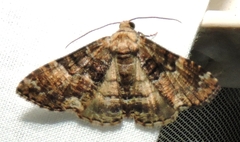 Aporoctena scierodes