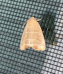 Bagisara rectifascia