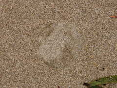 Aequorea victoria