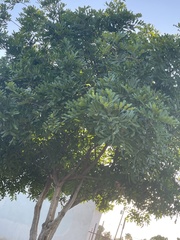 Simarouba